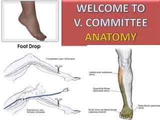 WELCOME TO V. COMMITTEE ANATOMY
