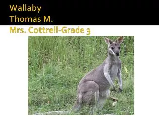 Wallaby Thomas M. Mrs. Cottrell-Grade 3