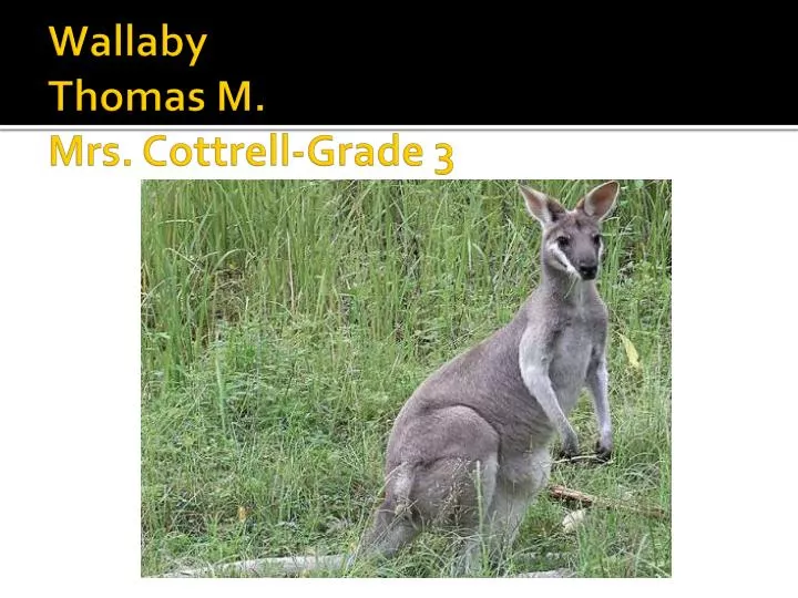 wallaby thomas m mrs cottrell grade 3