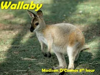 Wallaby