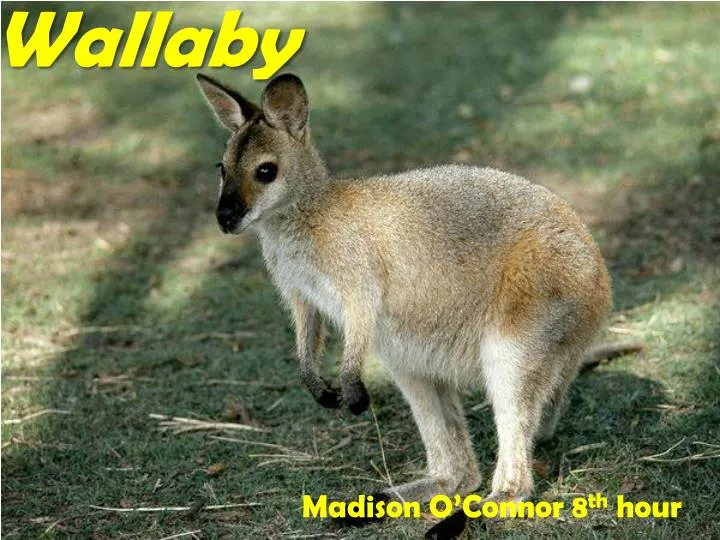 wallaby