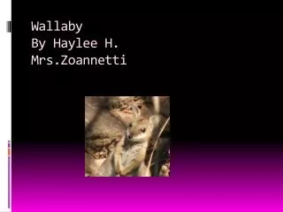 Wallaby By Haylee H. Mrs.Zoannetti