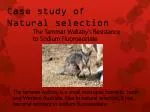 Case study of Natural selection