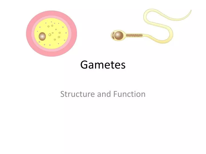 gametes