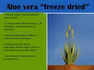 Aloe vera “freeze dried”