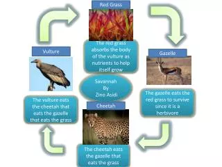 The vulture eats the cheetah that eats the gazelle that eats the grass