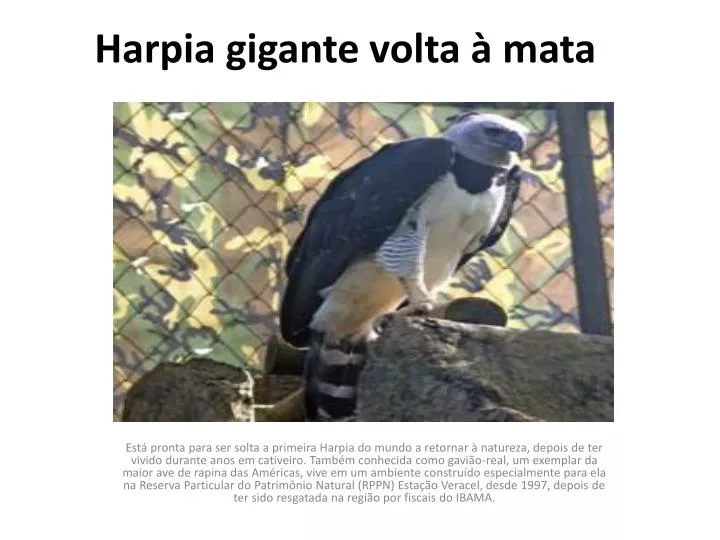 harpia gigante volta mata