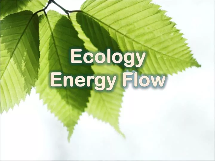 ecology energy flow