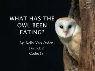 What Has the Owl Been Eating?
