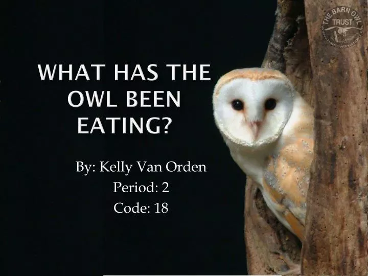 what has the owl been eating