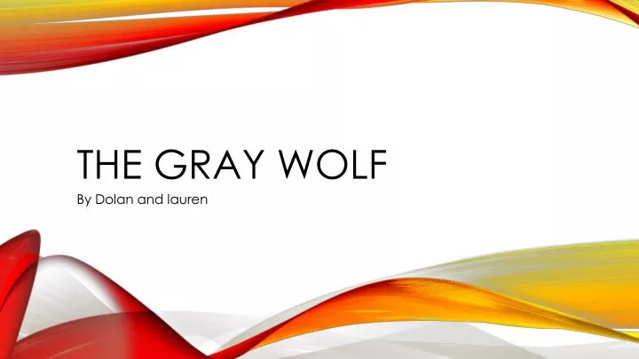 the gray wolf
