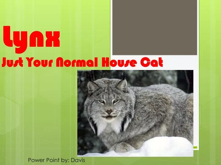 lynx just your normal house cat