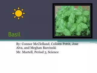 Basil