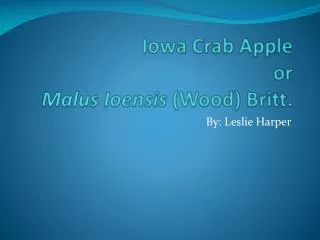 Iowa Crab Apple or Malus Ioensis (Wood) Britt.