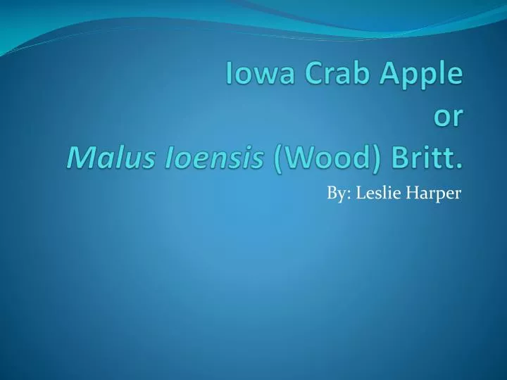 iowa crab apple or malus ioensis wood britt