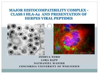 Major Histocompatibility Complex - Class I HLA-A2 and Presentation of HERPES Viral Peptides