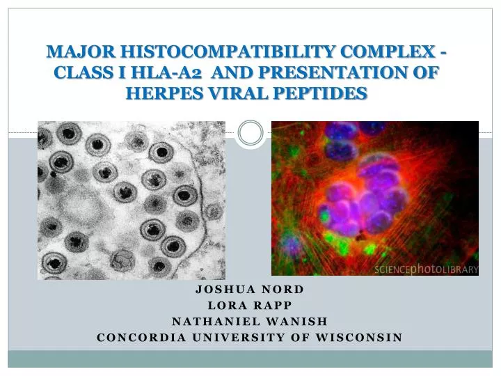 major histocompatibility complex class i hla a2 and presentation of herpes viral peptides