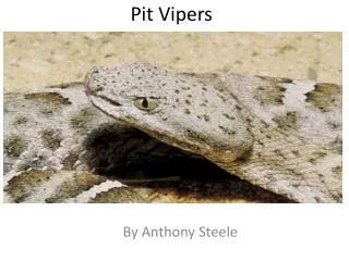 Pit Vipers