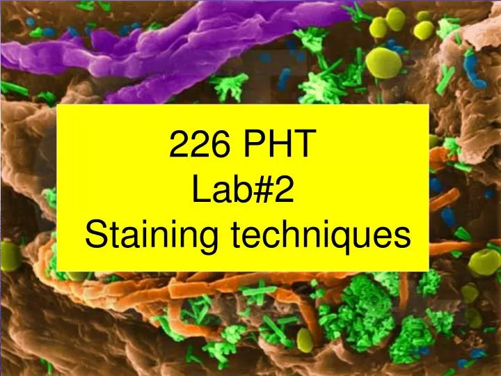 226 pht lab 2 staining techniques