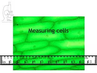 Measuring cells