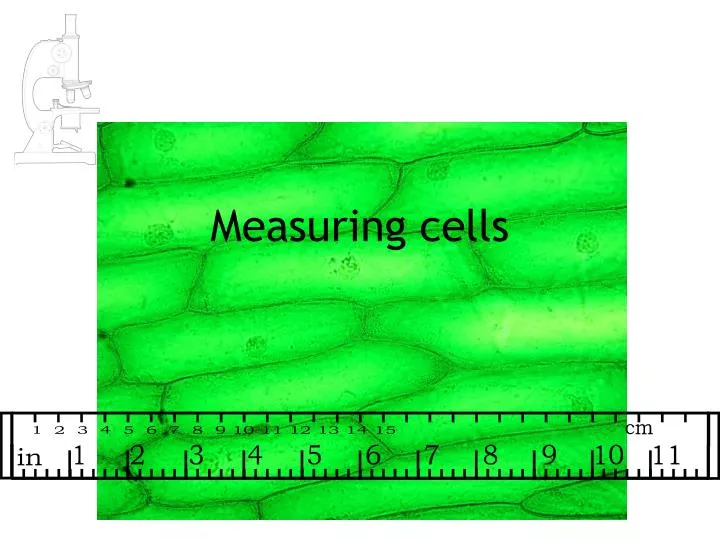measuring cells