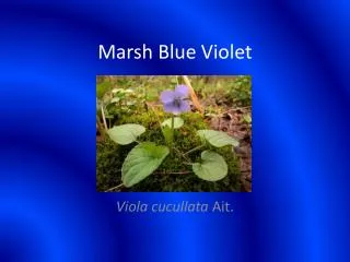 Marsh Blue Violet
