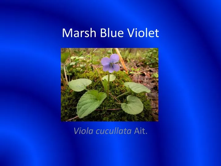 marsh blue violet