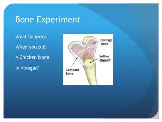 Bone Experiment