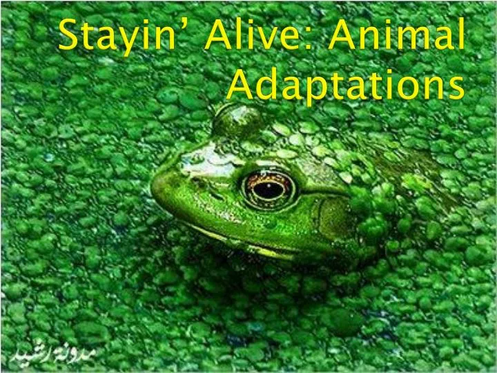 stayin alive animal adaptations