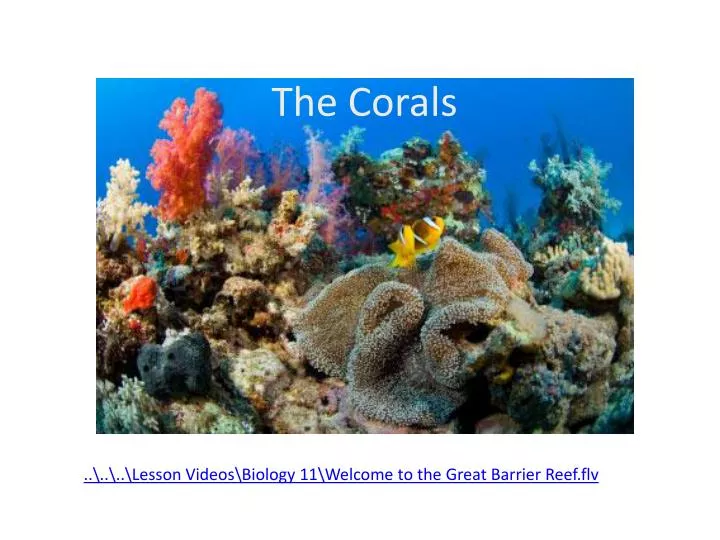 the corals