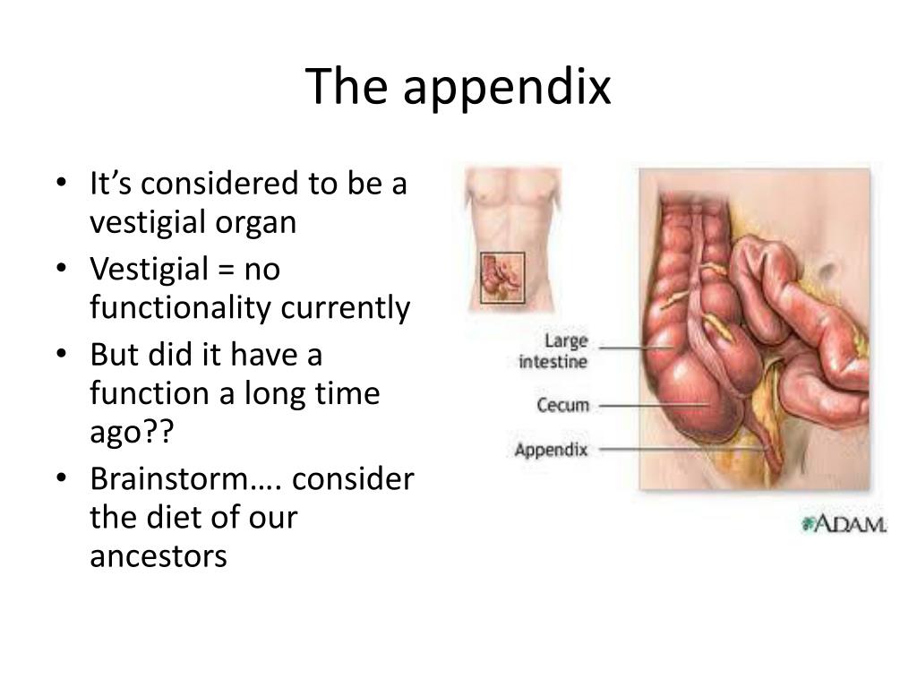 PPT - The Appendix: From Vestigial Organ to Functional Microbiome Haven ...
