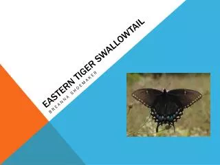 Eastern Tiger Swallowtail