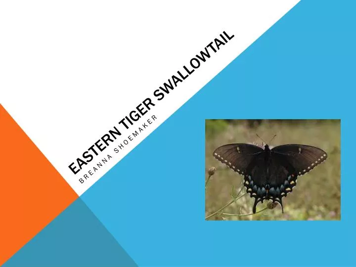 eastern tiger swallowtail