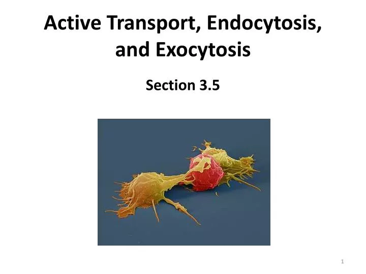 active transport endocytosis and exocytosis