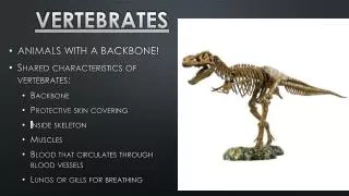 Vertebrates