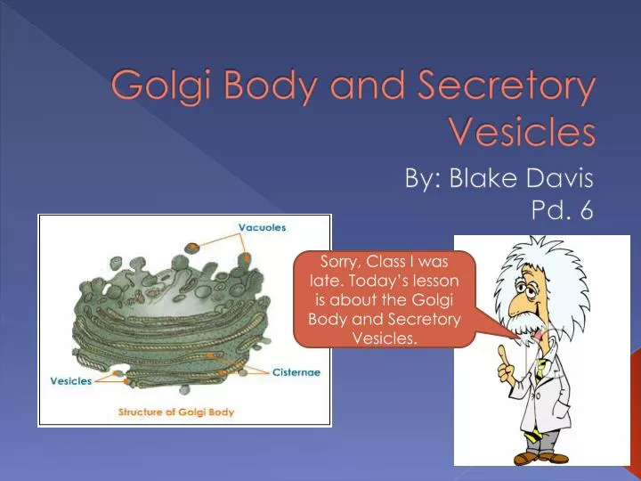 golgi body and secretory vesicles