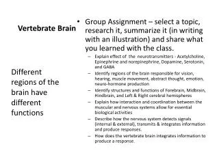 vertebrate brain