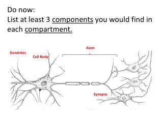 Dendrites