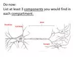 Dendrites - slide 1