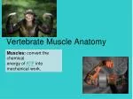 Vertebrate Muscle Anatomy - slide 1