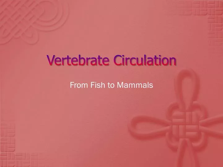 vertebrate circulation