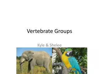 vertebrate groups