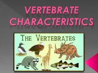 VERTEBRATE CHARACTERISTICS