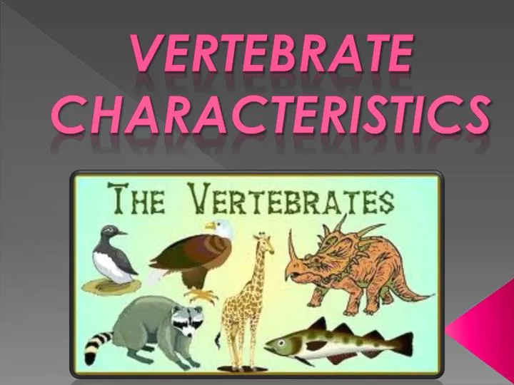 vertebrate characteristics