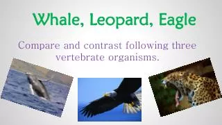 Whale, Leopard , Eagle