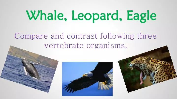 whale leopard eagle