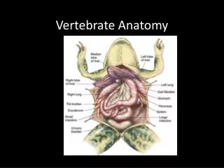 Vertebrate Anatomy