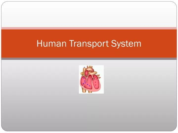 human transport system