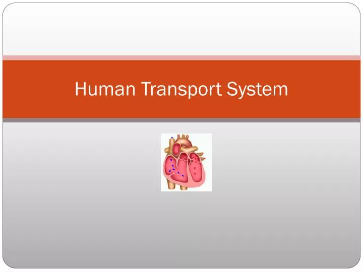 PPT - Human Transport System PowerPoint Presentation, free download