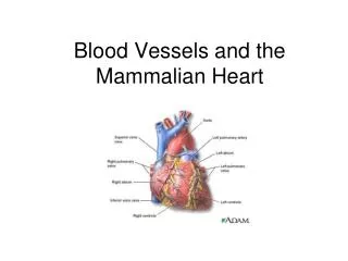 Blood Vessels and the Mammalian Heart